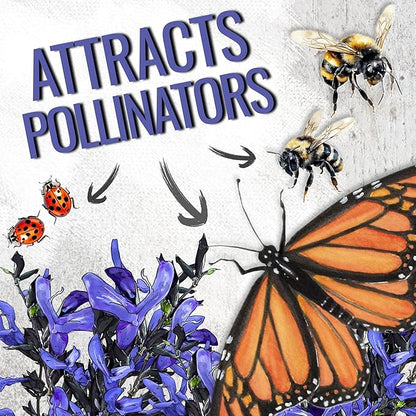 Seed Needs Sapphire Blue Sage Seeds for Planting - Heirloom & Open Pollinated Salvia - Grow a Butterfly Garden with Perennial Flowering Plants (5 Packs)
