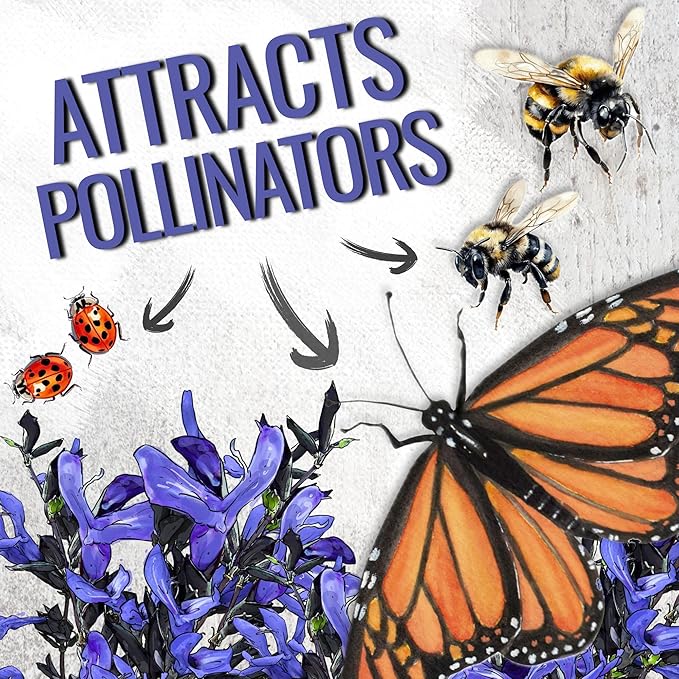 Seed Needs Sapphire Blue Sage Seeds for Planting - Heirloom & Open Pollinated Salvia - Grow a Butterfly Garden with Perennial Flowering Plants (2 Packs)