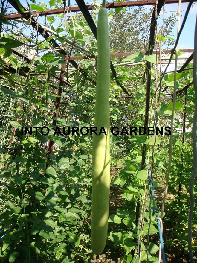 20 Italian Cucuzzi Edible Gourd Seeds Cucuzza Squash Non-gmo Heirloom