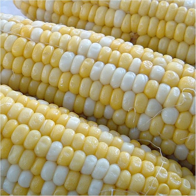 Seed Needs Peaches and Cream Sweet Corn Seeds | 230+ Seeds Non GMO Hybrid Untreated Bicolor Sweet Corn | White and Yellow Mixed Kernals Garden Summertime Favorite | 1.5 Ounce Bulk Package