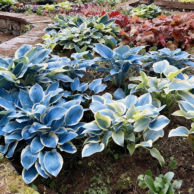 Hosta Seeds for Planting, 110+ Mixed Color Perennial Hosta Seed, Heirloom Non-GMO Hosta Seeds for Bonsai Decoration, Home Garden