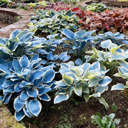 Hosta Seeds for Planting, 110+ Mixed Color Perennial Hosta Seed, Heirloom Non-GMO Hosta Seeds for Bonsai Decoration, Home Garden
