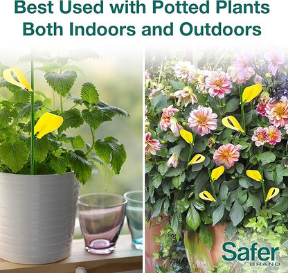 Safer Brand 5026 Houseplant Sticky Stake Insect Traps for Indoor Plants - Controls Fungus Gnats, Whiteflies, Midges, Thrips, Fruit Flies, and Black Flies - 1 Pack, 7 Traps