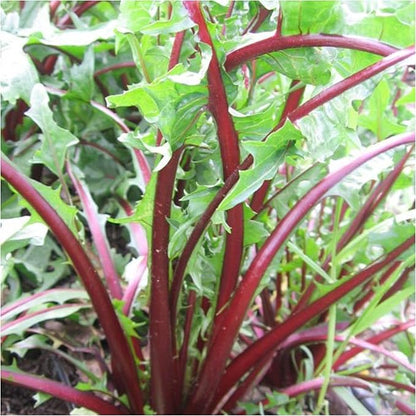Seed Needs Garnet Stem Dandelion Seeds for Planting - Non-GMO, Heirloom & Untreated Edible Herbs - Grow Your own Food for Tortoises, Rabbits & Bearded Dragons (5 Packs)