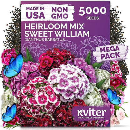 KVITER 5000 Mix Sweet William Seeds for Planting (Dianthus barbatus) – Organic & Heirloom Seed, Clove-Scented Blooms, Drought Tolerant – Perennial Flower Seeds to Plant Outside & Inside