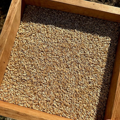 All Good Things Organic Hulless Oat Seeds Seeds for Planting: Ideal for Whole Groats, Vanilla Tan Grains - 275 Seed Packet