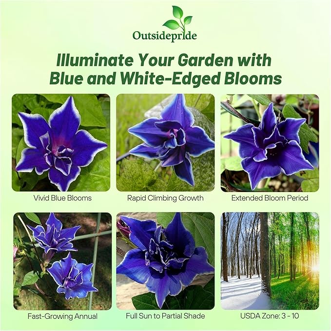 Outsidepride Blue Picotee Morning Glory Seeds - 50 Pcs. Annual, Climbing & Vining Flower Seeds for Planting Large Star-Shaped Blue Blooms, Ideal for Gardens, Trellises & Vertical Landscapes