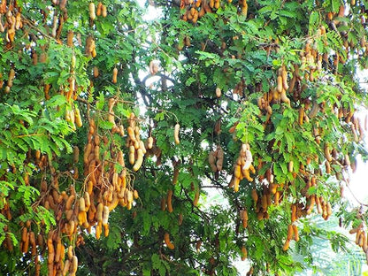 TomorrowSeeds - Tamarind Tree Seeds - 5+ Count - for 2026 Planting Tamarindus Indica Tamarindo Indian Date Imli Assam Asam Java Sweet Sour Pulp Tropical Fruit Trees Perennial Grow Your Own Home Farm
