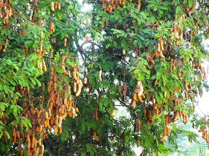 TomorrowSeeds - Tamarind Tree Seeds - 15+ Count - for 2026 Planting Tamarindus Indica Tamarindo Indian Date Imli Assam Asam Java Sweet Sour Pulp Tropical Fruit Trees Perennial Grow Your Own Home Farm