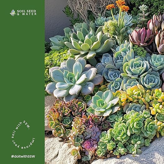 Soil Seed & Water Succulent Success Potting Mix – Fast-Draining Soil for Succulents, Cactus & Houseplants - Indoor and Outdoor Mix - OMRI Listed