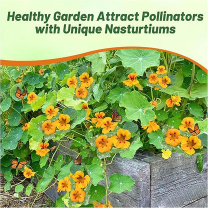 Outsidepride Tom Thumb Ladybird Nasturtium Seeds - 400 Pcs Annual, Easy to Grow & Versatile, Flower Seeds for Planting Vibrant Blooms, Ideal for Gardens, Borders, and Pollinator Gardens