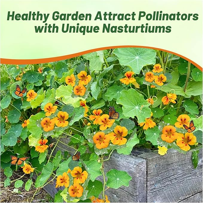 Outsidepride Tom Thumb Ladybird Nasturtium Seeds - 200 Pcs Annual, Easy to Grow & Versatile, Flower Seeds for Planting Vibrant Blooms, Ideal for Gardens, Borders, and Pollinator Gardens
