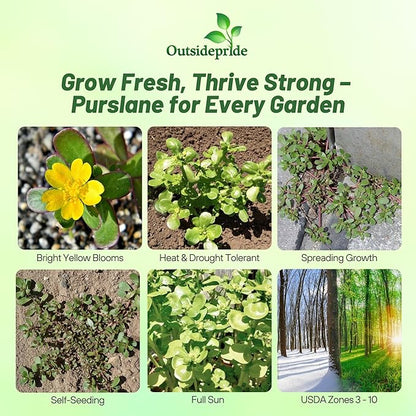 Outsidepride Green Purslane Seeds for Planting - 5,000 Pcs Annual, Easy to Grow, Vitamin-Rich & Drought Tolerant Succulent Seeds for Culinary, Xeriscaping, Containers & Hanging Baskets