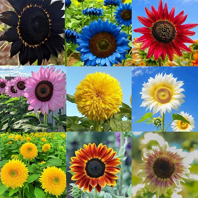Mix Sunflower Seeds for Planting, 500+pcs Rare Perennial Sunflower Flowers Seeds to Plant, Non-GMO Heirloom Colored Beauty Flowers Plants Attracts Pollinators for Home Garden Outdoors