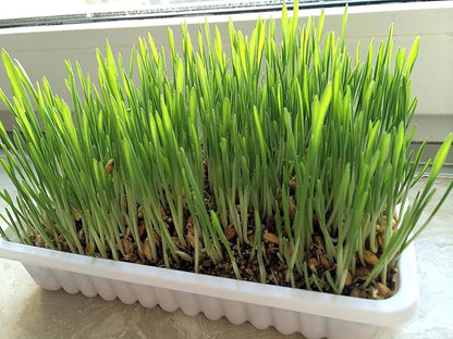 Seeds Grass for Dogs Non GMO Heirloom 1500 Seeds