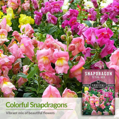 Survival Garden Seeds - Snapdragon Tetra Mix Seed for Planting - Packet with Instructions to Plant and Grow Beautiful Colorful Flowers in Your Home Vegetable Garden - Non-GMO Heirloom Variety