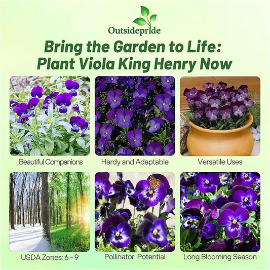 Outsidepride King Henry Viola Pansy Seeds for Planting - 2000 Pcs. Perennial, Cold-Hardy & Pollinator Friendly Flowers with Fragrant Blooms for Garden Beds, Borders & Container Displays
