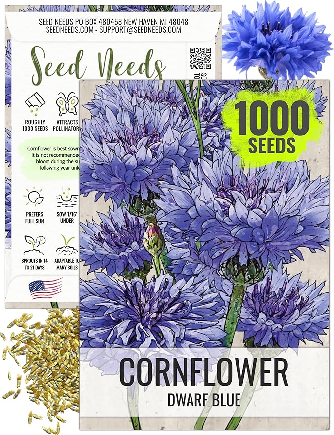 Seed Needs Cornflower Seeds for Planting Dwarf Blue Bachelor's Button Wildflowers - Heirloom & Open Pollinated Flowers to Plant and Grow an Outdoor Home Grown Butterfly Garden (1 Pack)