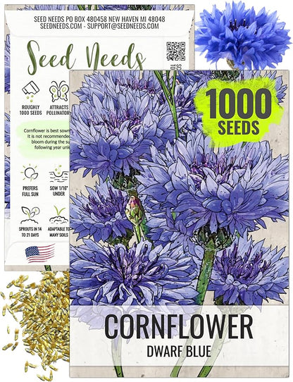 Seed Needs Cornflower Seeds for Planting Dwarf Blue Bachelor's Button Wildflowers - Heirloom & Open Pollinated Flowers to Plant and Grow an Outdoor Home Grown Butterfly Garden (1 Pack)