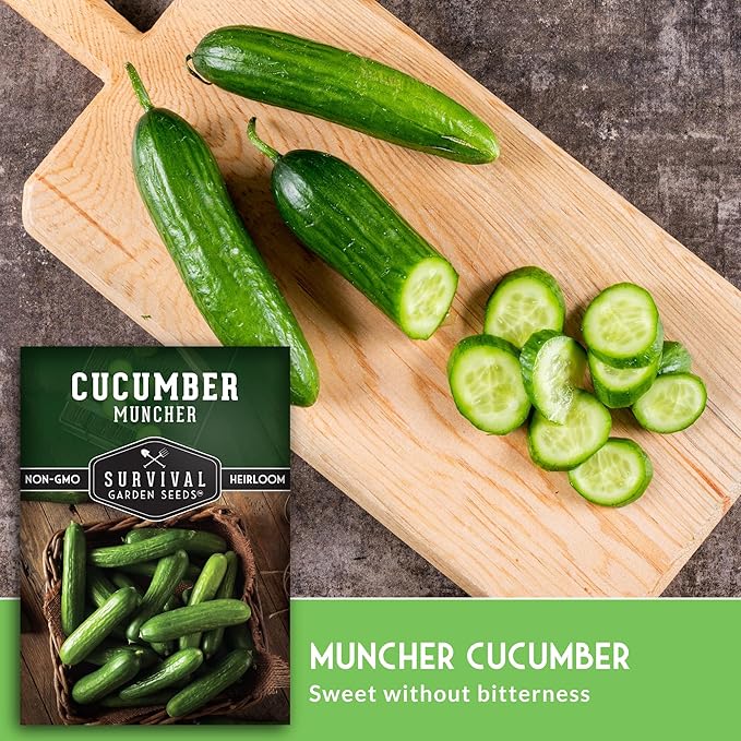 Muncher Cucumber Seeds for Planting | Burpless Variety with Smooth Skin for Snacking or Slicing – Survival Garden Seeds (1 Pack)