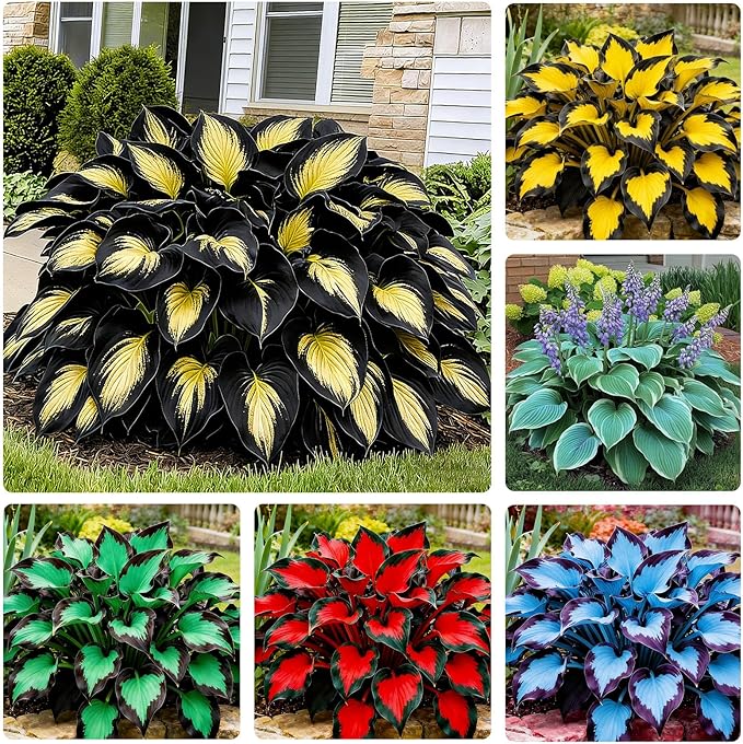 170+ Mix Hosta Seeds for Planting - Perennial Shade Garden Plant Seeds