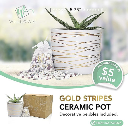 Willowy 6 Inch Ceramic Pot - Matte White with Gold Stripes - Drainage Plug Included