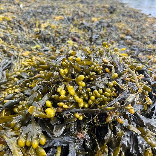 Gulf of Maine, Inc. Wild-Harvest Kelp Meal - Plant Food with Seaweed (Ascophyllum nodosum), Potassium and Trace Minerals 1-0.1-2, 0.5 lb (1 Lb)