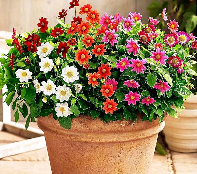 100+ Perennial Mixed Mini Dahlia Pompon Flower Seeds for Planting Ourdoor Beautiful Heirloom