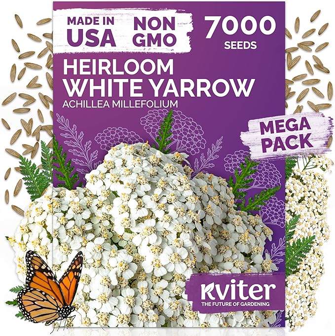 KVITER 7000 White Yarrow Seeds for Planting (Achillea Millefolium) — Perennial Flower Seeds to Plant Outside, Heirloom & Organic — Native Wildflower Seed for Herb Garden, Beds, Containers & Meadows
