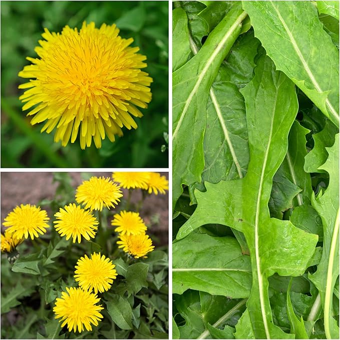 Seed Needs Dandelion Seeds for Planting Fresh Herbs | 10,000+ Untreated Seeds Non GMO Heirloom | Bulk Dandelion Seed | Herb Garden Variety Produces Edible Plants