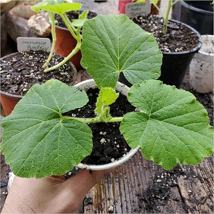 Seed Needs Pumpkin Seeds to Plant Specialty Spooky Blend |10+ Premium Varieties Lumina White, Baby Boo, Blue Jarrahdale, Cinderella & More! | Heirloom Non-GMO Untreated | Bulk