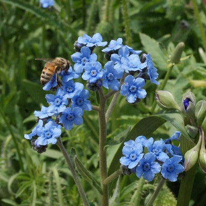 Outsidepride Cynoglossum Blue Chinese Forget Me Not Seeds - 1/4 Lb. Self-Sowing Annual Flower Seeds for Planting Dense Blue Blooms & Upright Growth Habit for Borders, Pollinator & Cottage Gardens