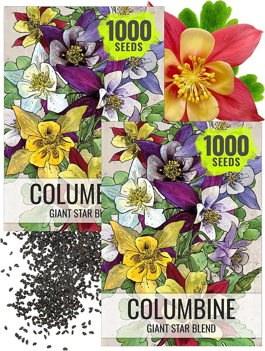Seed Needs Giant Star Columbine Seeds for Planting Mckana's Mixture - Heirloom & Open Pollinated Colorful Flowers That Attract Pollinators/Butterflies (2 Packs)