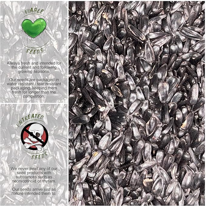 Seed Needs Sunflower Seeds for Planting Cherry Rose Sunflowers - Hybrid Flowers with Unique Bi-Colors for an Outdoors Flower Garden - Great for Cut Flowers in Bouquets & Floral Arrangements (1 Pack)