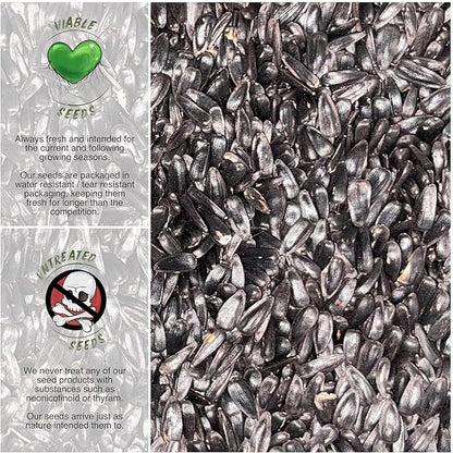 Seed Needs Sunflower Seeds for Planting Cherry Rose Sunflowers - Hybrid Flowers with Unique Bi-Colors for an Outdoors Flower Garden - Great for Cut Flowers in Bouquets & Floral Arrangements (1 Pack)