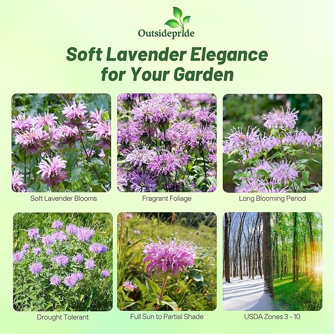 Outsidepride Wild Bergamot Seeds - 1000 Pcs Perennial, Easy to Grow & Pollinator Friendly Monarda Fistulosa Flower Seeds for Planting Aromatic Leaves & Edible Blooms, Ideal for Teas & Potpourri