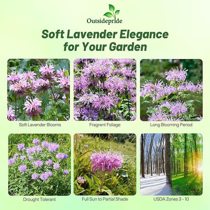 Outsidepride Wild Bergamot Seeds - 1000 Pcs Perennial, Easy to Grow & Pollinator Friendly Monarda Fistulosa Flower Seeds for Planting Aromatic Leaves & Edible Blooms, Ideal for Teas & Potpourri