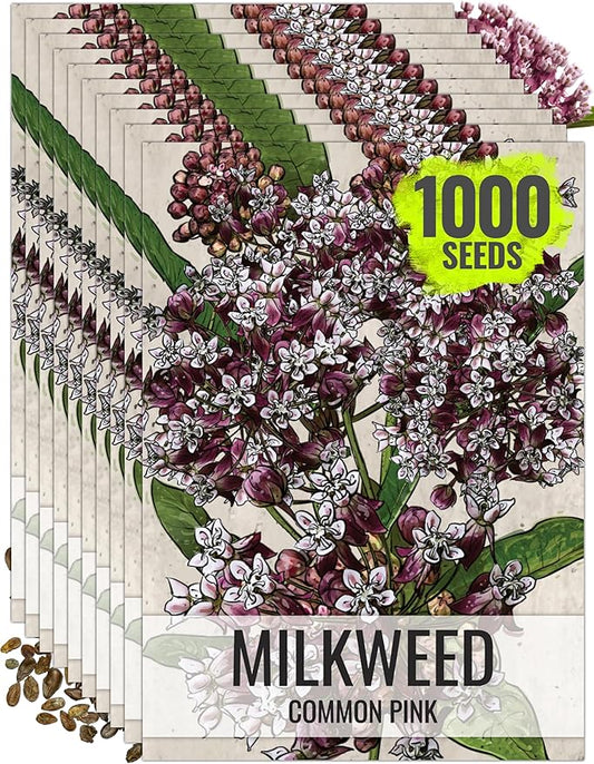 Seed Needs Pink Milkweed Seeds for Planting Common Asclepias syriaca - Heirloom & Open Pollinated Perennial Flower Seed to Plant a Monarch Butterfly Garden (10 Packs)
