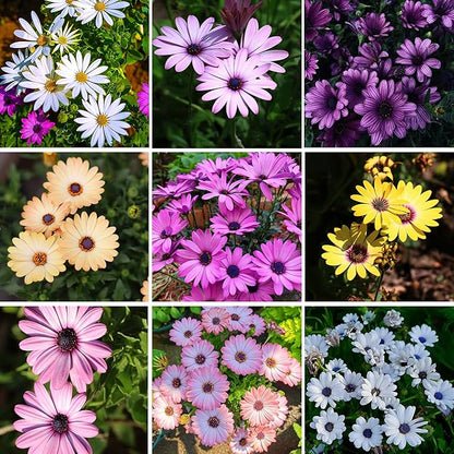 African Daisy Seeds for Planting, 148pcs Osteospermum Daisy Seeds Non-GMO Heirloom Perennial Rare Colorful Flower Plants, Open Pollinated Beauty Home Garden Flowers for Outdoors