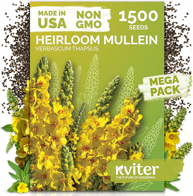 KVITER 1,500 Mullein Seeds for Planting (Verbascum Thapsus) – Mullein Herb, Heirloom Seed Non GMO Organic – Ideal for Herb Garden – US Grown Herbs Flower Seeds