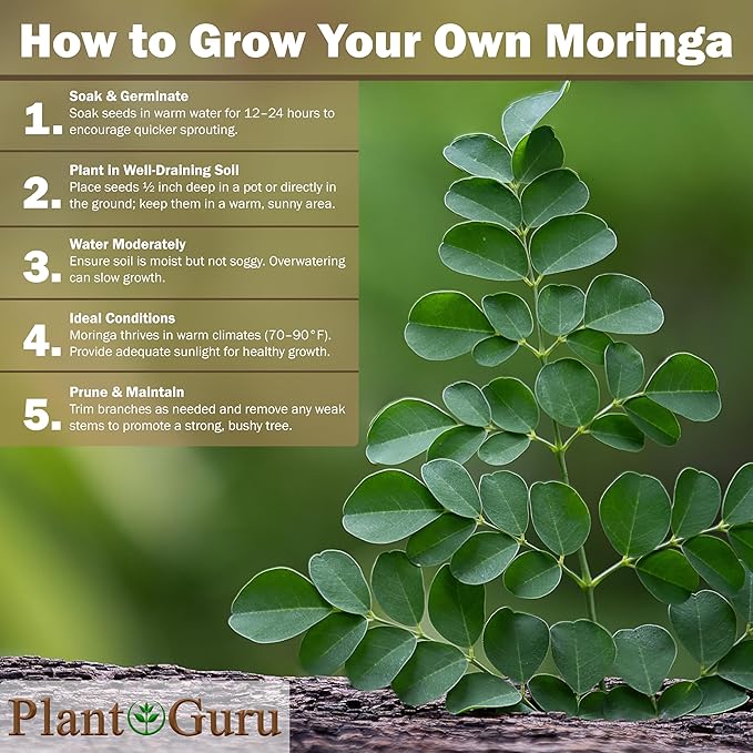 Moringa Seeds Wingless 1 oz. - PKM1 Variety - Edible Snacking - Planting - Moringa Oleifera - Malunggay - Semillas De Moringa - Drumstick Tree - Non-GMO - 100 to 125 Seeds