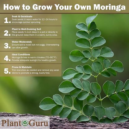 Moringa Seeds Wingless 1 oz. - PKM1 Variety - Edible Snacking - Planting - Moringa Oleifera - Malunggay - Semillas De Moringa - Drumstick Tree - Non-GMO - 100 to 125 Seeds