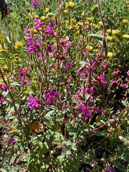 Plant Good Seed California Native Wildflower Mix Seeds for Planting: Easy to Grow Annual Flowers, Poppy, Tidytips, Lupine, Clarkia, Phacelia - 30,000 Seed Packet