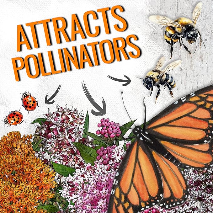Seed Needs Milkweed Seeds to Plant a Butterfly Garden for Attracting Monarch Butterflies - Collection of Pink, Orange & White Asclepias Milk Weed Variety Pack (5 Packs)