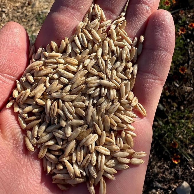 All Good Things Organic Hulless Oat Seeds Seeds for Planting: Ideal for Whole Groats, Vanilla Tan Grains - 275 Seed Packet