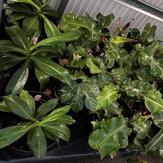 Jaggar Cross Exotics Best Orchid Fuel! Better Than MSU Fertilizer - RO/Rain/Tap Water (Half Pint - 8 oz)