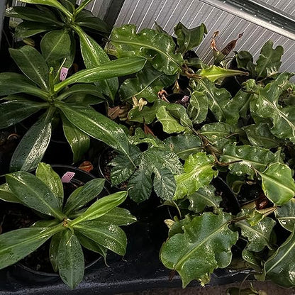 Jaggar Cross Exotics Best Orchid Fuel! Better Than MSU Fertilizer - RO/Rain/Tap Water (Half Pint - 8 oz)