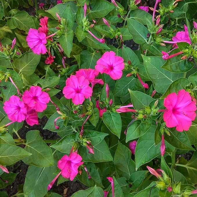 Outsidepride Pink Four O'clock Flower Seeds - 1/4 lb Perennial Fragrant, Trumpet-Shaped Blooms, Deer-Proof & Easy to Grow, for Pollinator & Evening Gardens, Containers, Hedges, or Borders