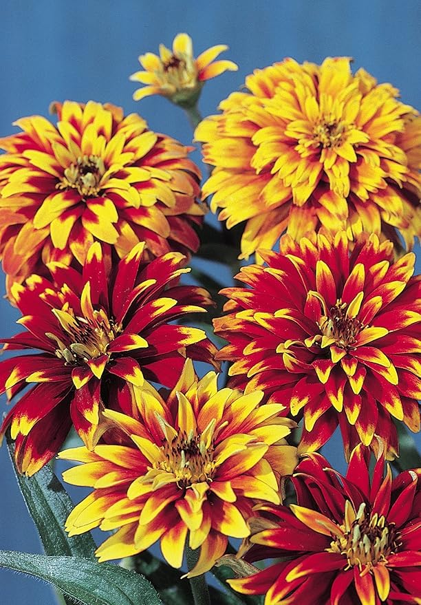 Burpee Old Mexico Zinnia Seeds 75 seeds