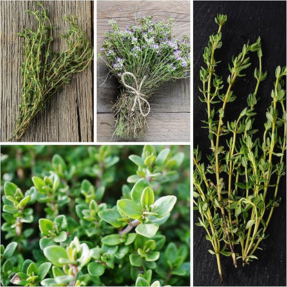 Seed Needs Rosemary & Thyme Seeds for Planting Fresh Kitchen Herbs - Non-GMO Heirloom & Untreated Perennial Herb Seed to Plant a Culinary Garden Indoors or Outdoors (2 Packs)